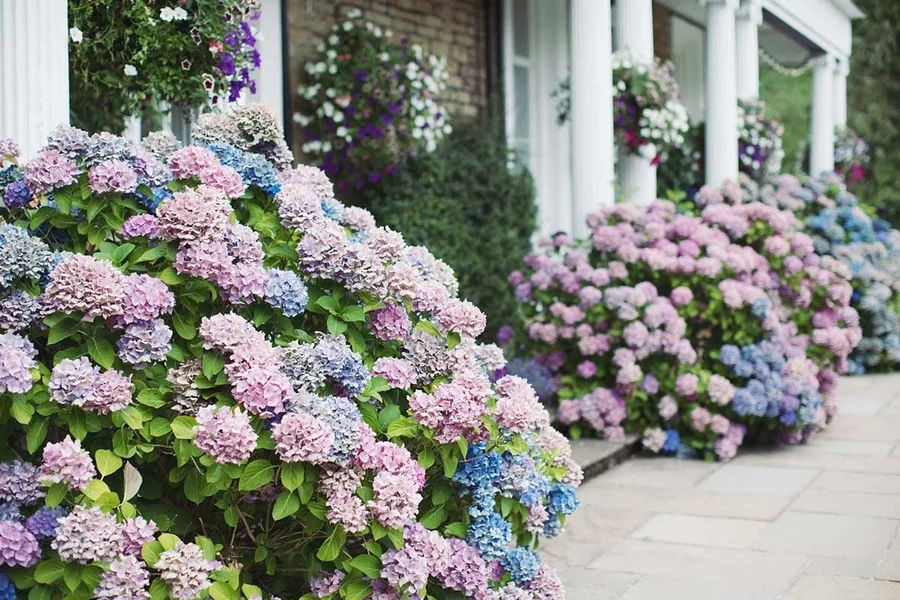 Hydrangeas