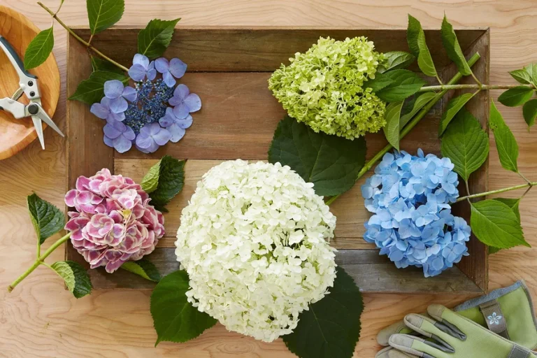 Hydrangeas