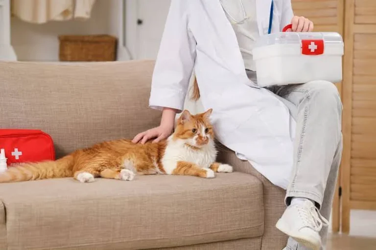 Cat First Aid Guide: Essential Tips for Emergencies Cat First Aid Guide