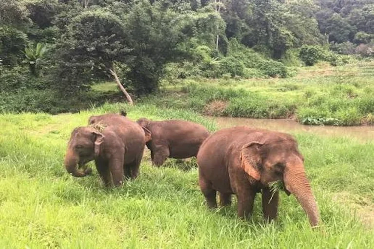 Forest Full Of Wildlife: A Living World of Nature Wildlife